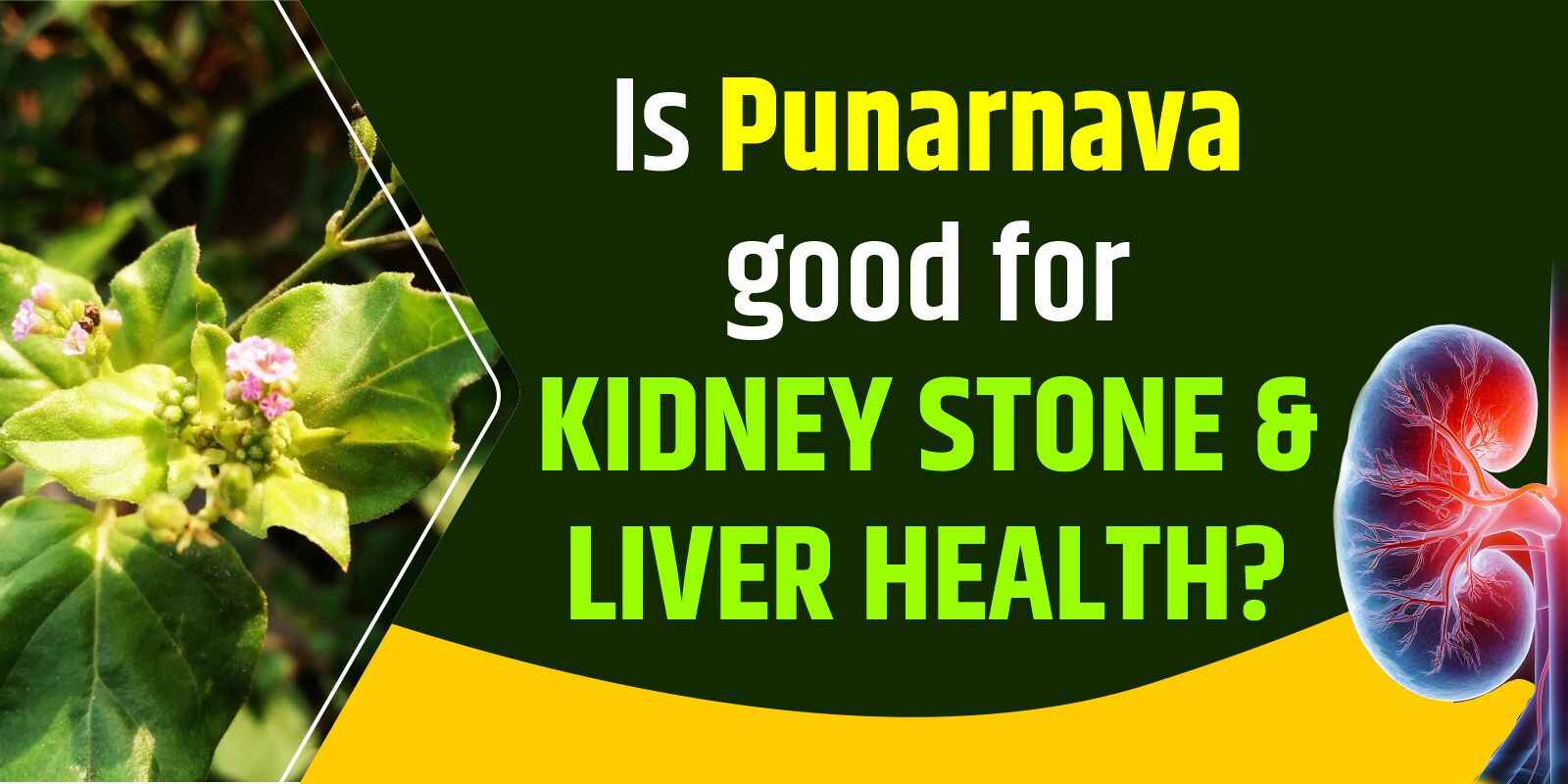 Punarnava good for kidney stones & liver